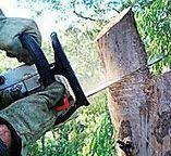 How Our Tree Care Process Works  in  Springfield, NE