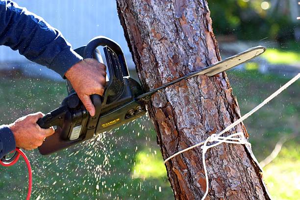 Springfield, NE Tree Care Company